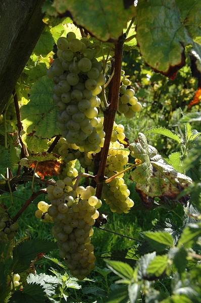 P2006092014.jpg - 20 september 2006: excursie van 't Nut naar de wijngaard van Dick Hollander in Hurwenen.