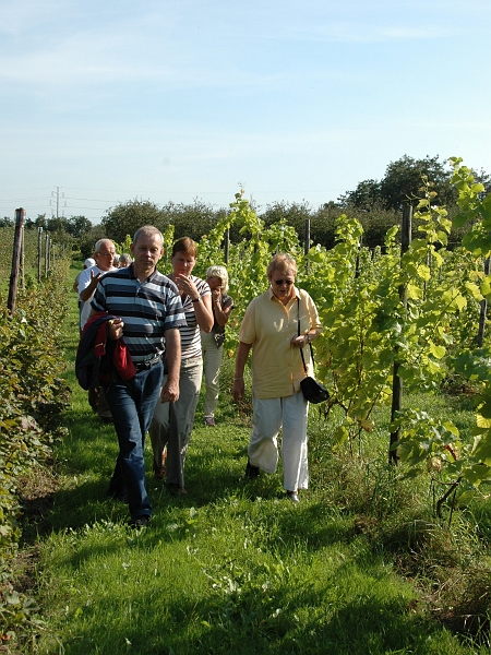 P2006092025.jpg - 20 september 2006: excursie van 't Nut naar de wijngaard van Dick Hollander in Hurwenen.